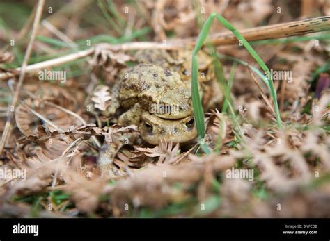 Faune Sauvage Accouplement Banque De Photographies Et Dimages Haute