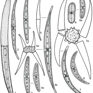 Closterium 1 Closterium Lineatum 2 Cl Strigosum 3 Cl Cornu 4