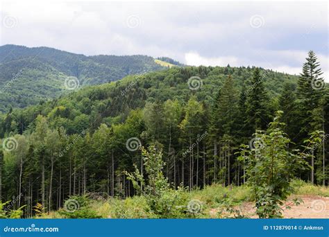 Mountains And Wild Forest View From Altitude Landscape Stock Photo