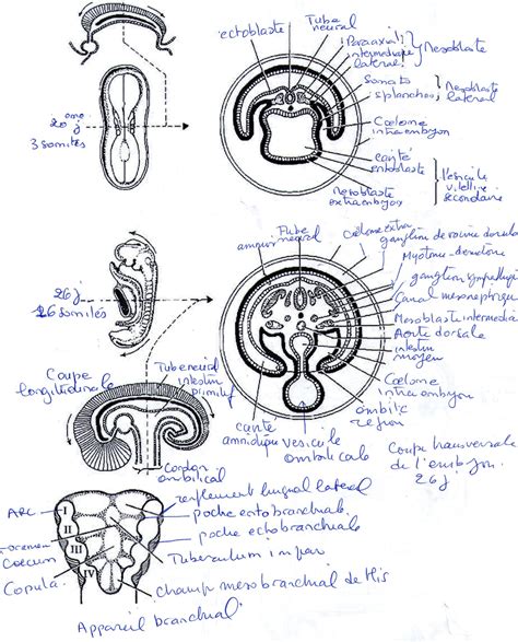 Embryologie Re Ann E Espace Des Tudiants En M Decine