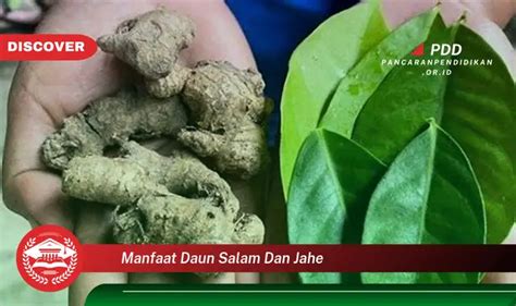 Ketahui 10 Manfaat Daun Salam Dan Jahe Yang Wajib Kamu Intip