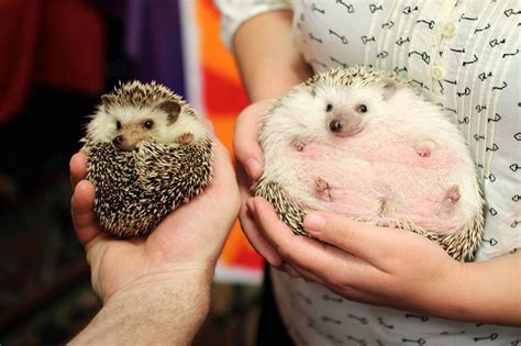 84 best BABY HEDGEHOGS!!!! images on Pinterest | Baby hedgehogs ...