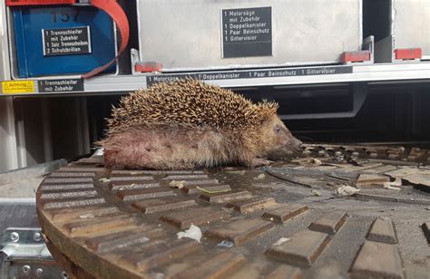 Igel Bleibt Mit Beinchen In Schachtdeckel Stecken Feuerwehr Muss Ihn