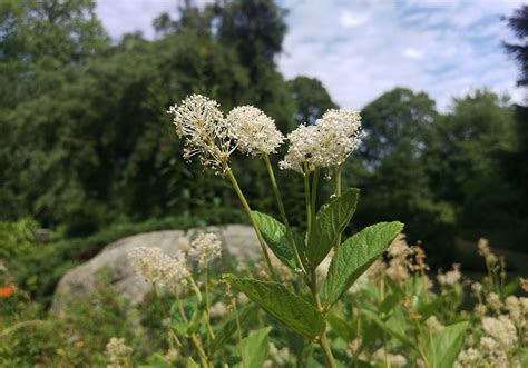 The Arboretum · Connecticut College