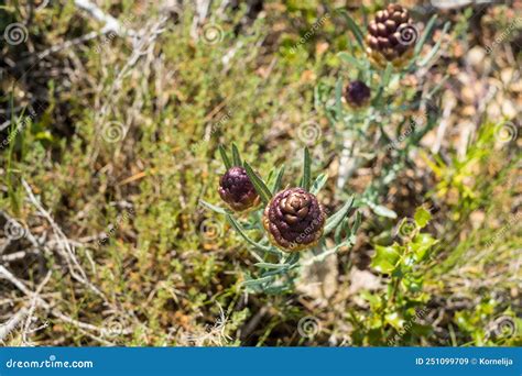 Rhaponticum Carthamoides Flowers Stock Image Image Of Green