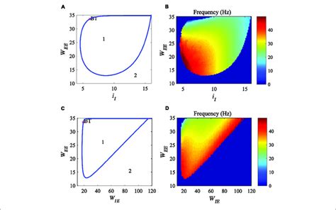 Influences Of The Interaction Of Excitatory Self Feedback Strength