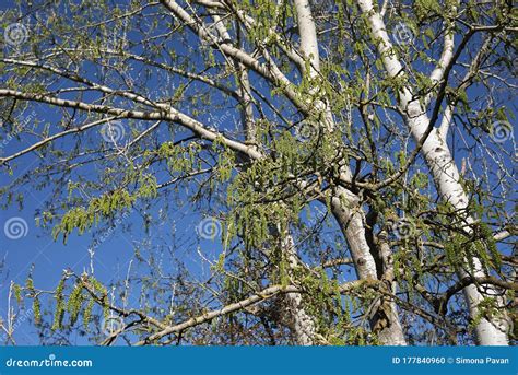 Populus alba tree in bloom stock photo. Image of blossom - 177840960