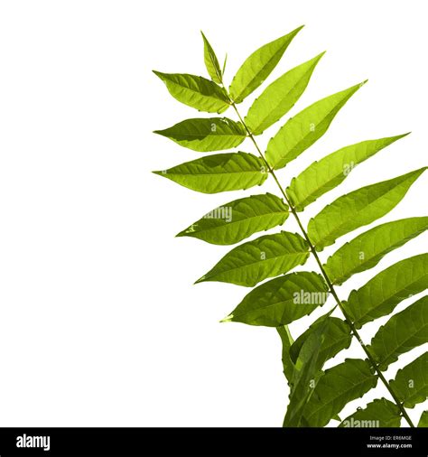 Pinnate leaf hi-res stock photography and images - Alamy