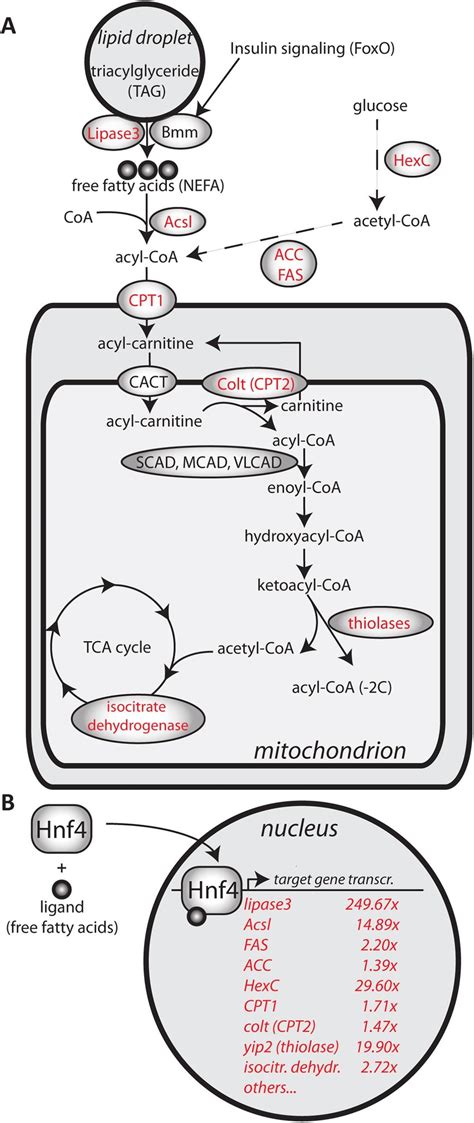 (A) Schematic representation of metabolic enzymes analyzed in this... | Download Scientific Diagram