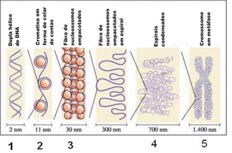 Cromatina Só Biologia