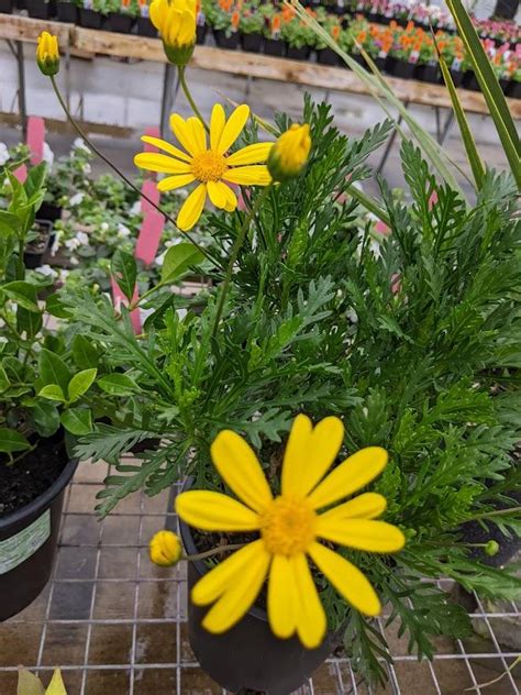 Photo Of The Entire Plant Of Green Euryops Euryops Pectinatus Viridis Posted By Joy