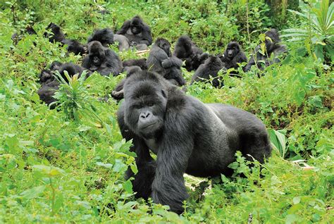 Mountain Gorilla Population Chart