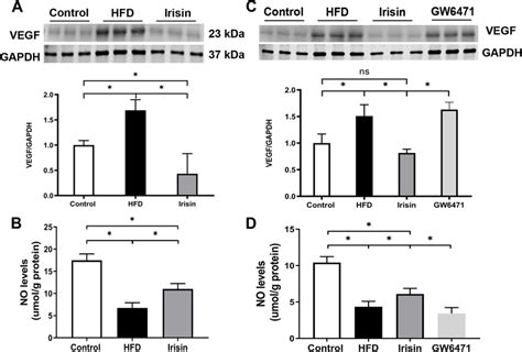 Irisin Protected Kidney By Regulating Glomerular Vegf No Axis A