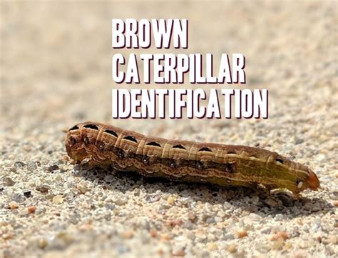 Brown Caterpillar Identification Chart