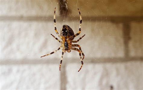 The Trick To Keeping Spiders Out Of Your Portland Home