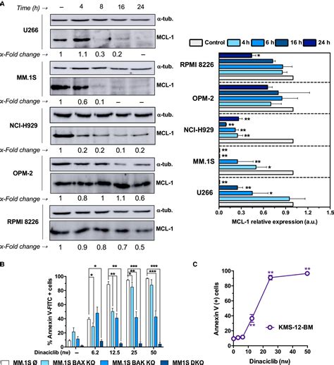 Dinaciclib Synergizes With BH3 Mimetics Targeting BCL2 And BCLXL In