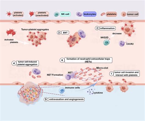 The Role Of Platelets In The Regulation Of Tumor Growth And Metastasis