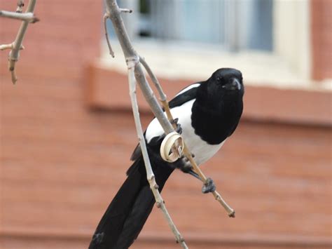 Magpie - FeederWatch