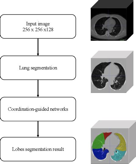 Figure 1 From Automated Segmentation Of Pulmonary Lobes Using Coordination Guided Deep Neural