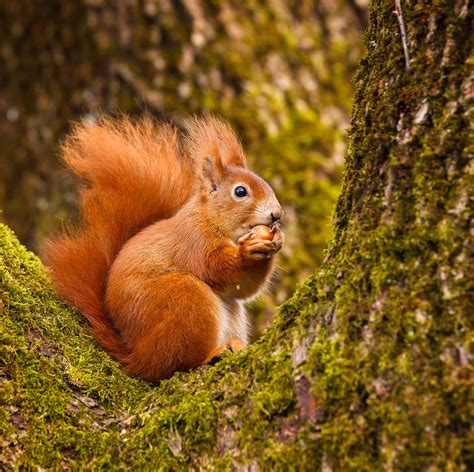 red squirrels  ways     endangered animals