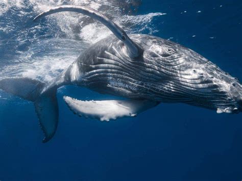 Las ballenas ayudan a enfriar la Tierra a través de su cuerpo