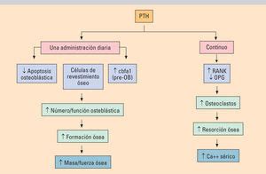 Tratamiento De La Osteoporosis Con F Rmacos Osteoformadores Y Otros