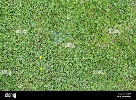 Green Grassy Ground Background Viewed From Above Stock Photo Alamy