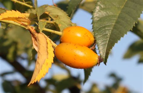 Kostenlose Foto Baum Natur Ast Frucht Blatt Blume Reif