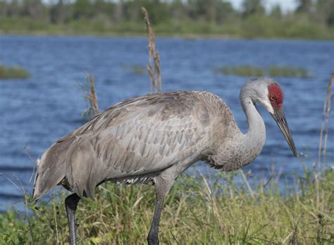 Florida Cranes - PentaxForums.com