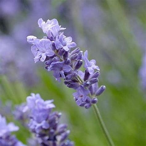 X Lavandula Ang Munstead Lavande Vraie Munstead Godet Cm X