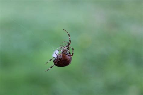 Spider On A Single Thread Free Stock Photo - Public Domain Pictures