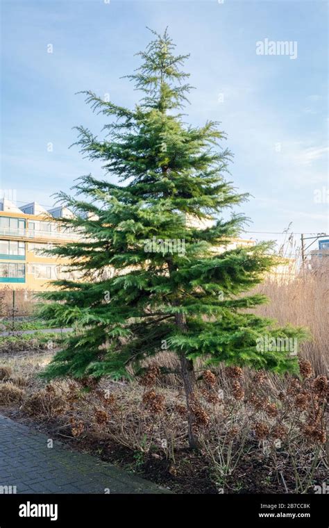 Deodar Cedar Tree Hi Res Stock Photography And Images Alamy