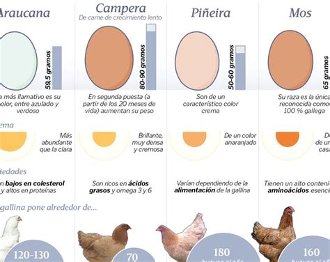 Cuánto tiempo ponen huevos las gallinas Blog Canarias Lofts