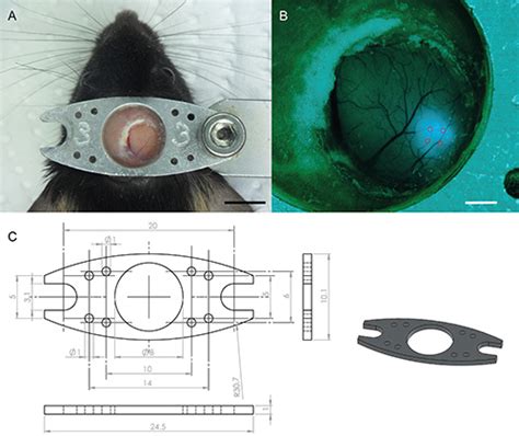 Two-photon Calcium Imaging in Mice Navigating a Virtual Reality ...