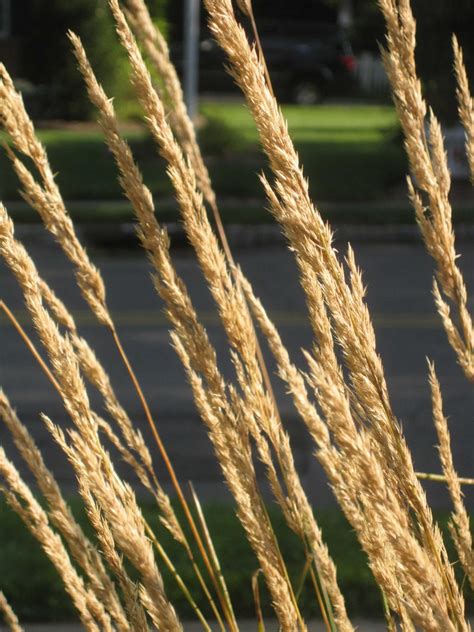 Calamagrostis Stauden G Nge Ihr Pflanzen Online Shop