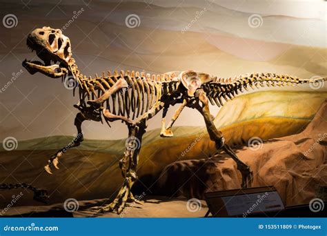 Fotos De Algumas R Plicas Dos F Sseis De Dinossauro Imagem De Stock