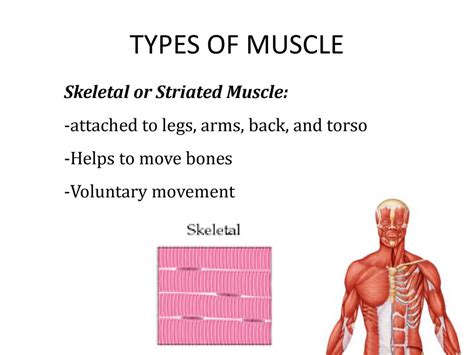 Skeletal And Muscular System Ppt Download