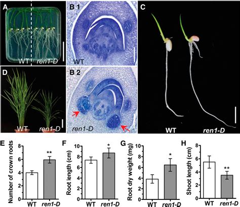 Figure 2 From CYTOKININ OXIDASE DEHYDROGENASE4 Integrates Cytokinin And