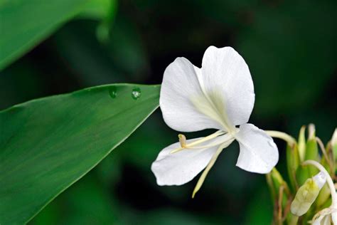 National Flower Of Cuba Beautiful Butterfly Jasmine Plantisima