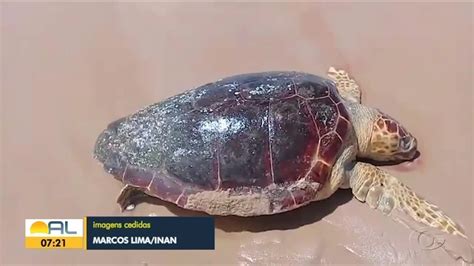 Tartaruga Cabe Uda Encontrada Morta Em Coruripe Al Alagoas G