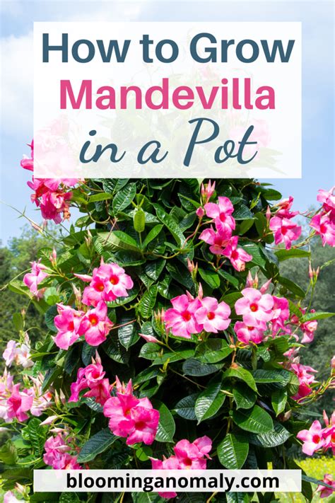 How To Grow Mandevilla In A Pot Secrets Blooming Anomaly