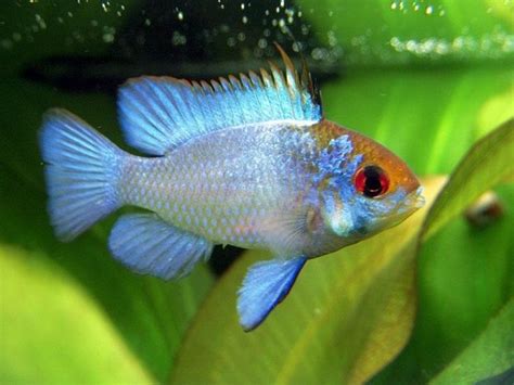 Electric Blue Ram Cichlid Care Guide Your Aquarium Place