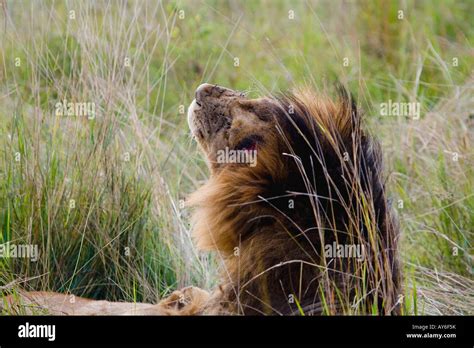 Lion mane hi-res stock photography and images - Alamy