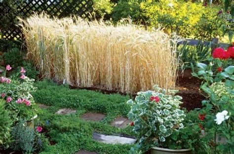 Growing Wheat Of Your Own Organic Gardening Garden Growing How To S