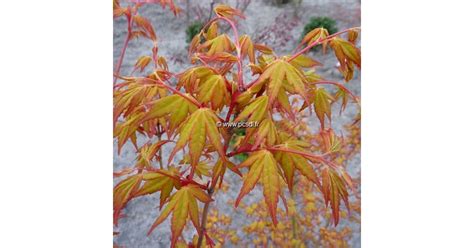 Acer Palmatum Ueno Yama C7l 80100 Tous Les Arbres Pépinières