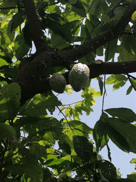 Discovering the Benefits and Challenges of Cocoa Farming in Ghana ...