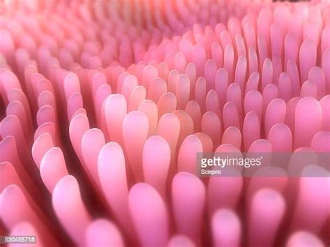 Flora Intestinal Stock Fotos Und Bilder Getty Images