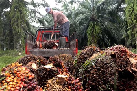 Harga Sawit Di Jambi Turun Lagi Rp 40 47 Per Kg Ini Penjelasan Kepala