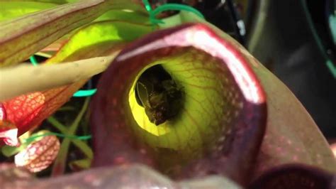 Do Carnivorous Plants Prefer Certain Insects at timothykzepedao blog