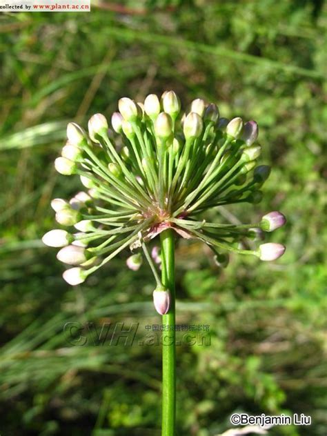 Allium Thunbergii G Don